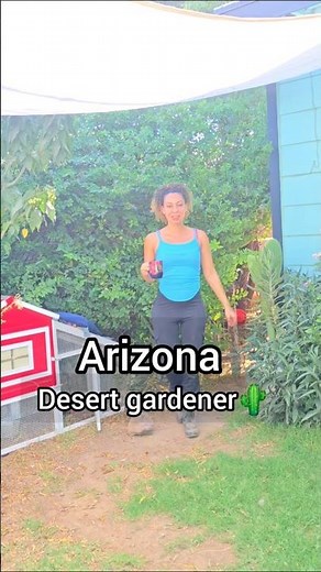 Gardening in the desert 🌵☀️#desertgarden #arizonagarden