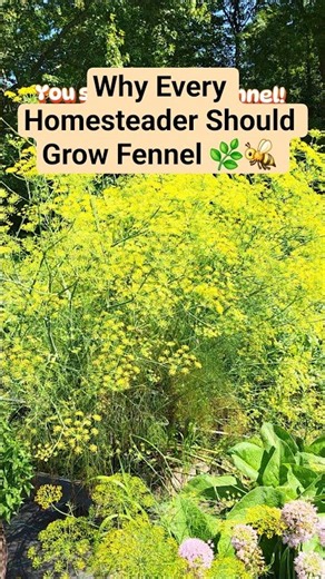 Why Every Homesteader Should Grow Fennel 🌿🐝