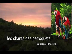 les chants, cris, des perroquets relaxation, apaisement .