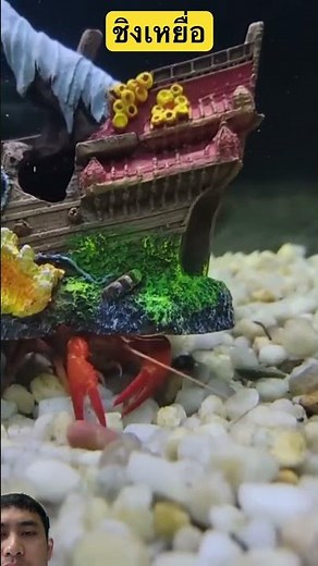 Battle between lobster and shellfish #fishtank #aquarium #fish #fishing #worldwildlifeday #wildli...