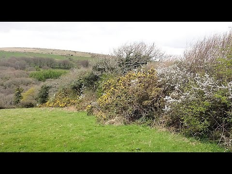 Life in the hedge: how to manage hedgerows for wildlife