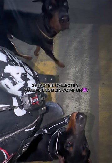 😈😈залетайте в наш тг-Грей, но черный) там лайф-контента больше #ГрейНоЧерный #доберманы #собака