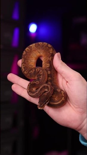 Sunset Het Hypo Ball Python | #snake #reptiles #ballpython