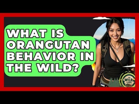 What Is Orangutan Behavior In The Wild? - The Wild Life Explorer