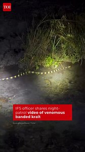 An Indian Forest Service officer has gone #viral on #socialmedia after posting a striking video from a night patrol. The clip shows a highly venomous banded #krait moving smoothly through flowing #water in the dark, with its #black-and-#yellow bands clearly illuminated by torchlight. 📽️ ParveenKaswan/ X #Wildlife #Forest #Night #Travel #ViralVideo #SocialMedia | The Times of India | India