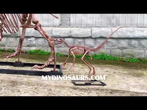 1 7m Eoraptor skeleton