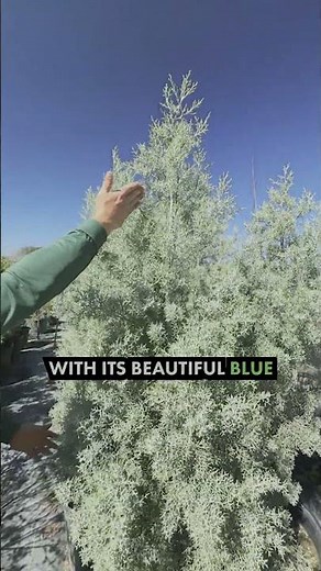 "Green Texas Living: Arizona Cypress for Drought-Tolerant Landscaping"
