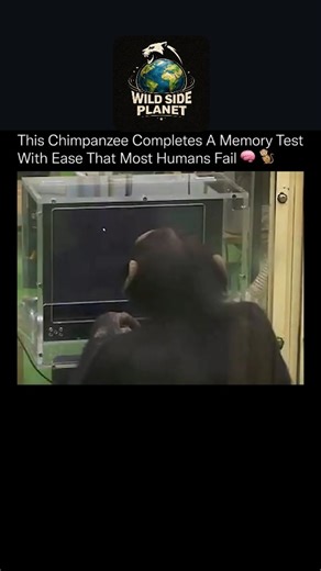 WildSide_Planet on Instagram: "This chimpanzee could arguably pass a memory test faster than most humans. 🧩⚡ In controlled cognitive experiments, chimpanzees can memorize the exact position of numbers on a screen after seeing them for just a fraction of a second, then recall them flawlessly once the numbers disappear. Humans, even when trained, consistently struggle to match this performance. The reason is neurological. Chimpanzee brains are optimized for rapid visual processing and instant rec