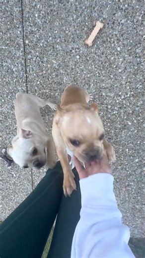 Meet Turkey and Giblets. They’re 4 month old, male French bulldogs. They arrived today! They’ll be seeing the vet tomorrow for the works!! As you can see, they’re so sweet and active. They’ll be adoptable in about a week (after neutering) so applications will be accepted now. We will not adopt them to the same home as they are siblings. | Indiana Bulldog Rescue