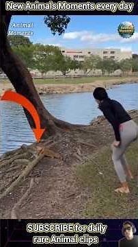 Incredible Animal Surprises That Will Amaze You #AnimalCompilation #WildlifeClips #AdorableAnimals