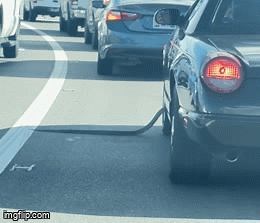 Snake Slithers Into Car at Stoplight