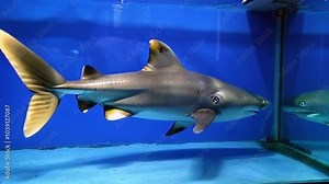 A robotic shark in an aquarium, patrolling its surroundings as its eyes glow and its fins move with mechanical accuracy