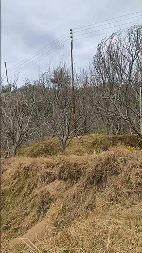 Tu jhoom jhoom 😍 song 🥰 short