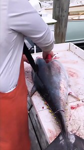 Using the 9” Tapered Flex knife to process tuna #Bubba | BUBBA