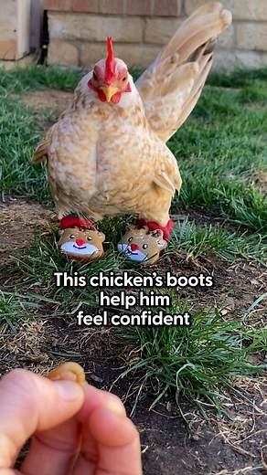 The Dodo on Instagram: "Rescue chicken learns to walk by wearing shoes! And now he has over 30 pairs ❤️ Keep up with Nubz & Meesh @calliope.nubz.insta"