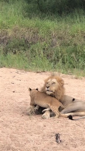 Experience a Magical Tsavo Safari with Lion Cubs
