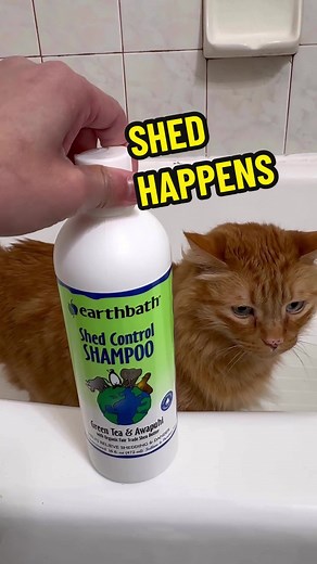 Spring is shedding season! 🙀 Good thing @earthbath sent over their Shed Control Shampoo and Conditioner set. 🙌 Made with organic fair trade shea butter, omega-6 fatty acids, and the extracts of green tea leaf, ginseng, and awapuhi. This will help nourish and detoxify the skin and coat, while helping to control excessive shedding, dander, and associated allergens. ✨🐈✨ Head to earthbath.com and use code SPONGEBOB15 for 15% off your order. 😽 #ad #gifted #earthbath #catgrooming #petproducts #spo