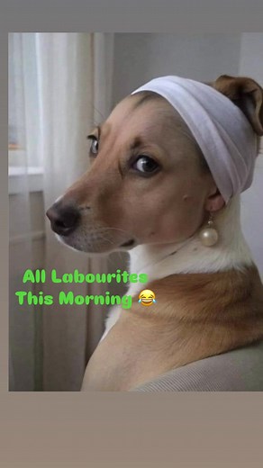 Jamaican TikTok - Funny Argument Compilation