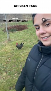 The Chances Of A Chicken Chasing You Are Low....But Not Zero😆 #chickens #chickenrun #chase #race | Awesome Videos