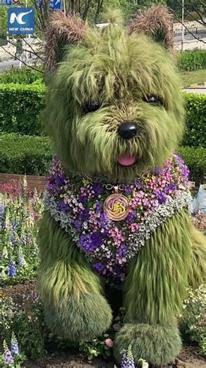 Giant "floral puppy" steals spotlight at Shanghai flower show