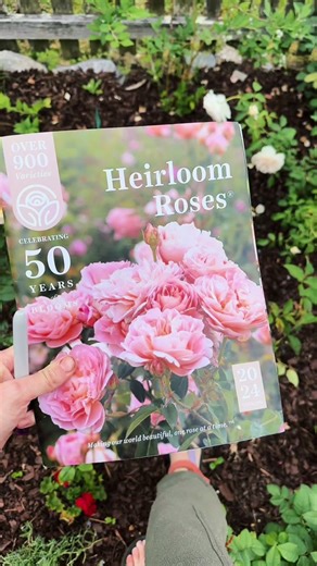 Beautiful Heirloom Roses Showcase | David Austin Varieties