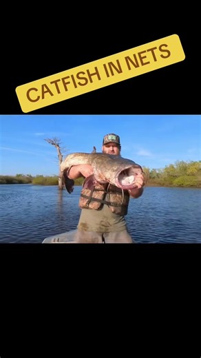 GIANT River Monster Caught in Nets! #fishing #catfish #outdoors #river #shorts