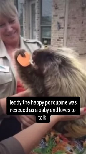 Porcupine Addict🦔 on Instagram: "Teddy the happy porcupine was rescued as a baby and loves to talk.🫶🏻 Like, Comment, Save and Share let’s make Teddy - who was a sensation in 2013 - famous again.🌹 Teddy was found as a baby in a Texas farm and brought to @zooniversity - an animal sanctuary with more than 100 rescued animals. There he quickly imprinted on humans and it was decided he would stay at the rescue, where he also has a dog sibling. You can find Teddy on Facebook, just search for Teddy