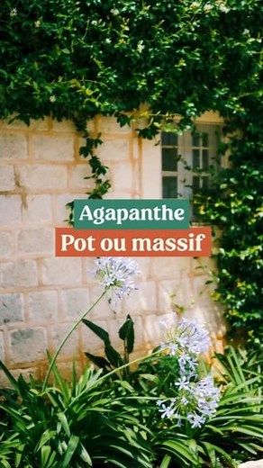 Agapanthus: care, exposure and landscaping tips