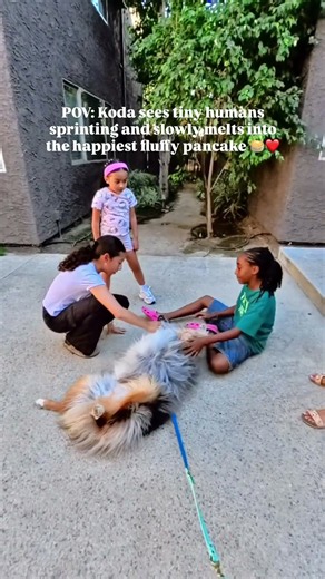 Tiny humans sprinting toward Koda while he slowly melts into a fluffy pancake will never get old. ❤️