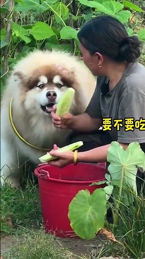 My Grandma’s Secret Street Dog Meal That Warms Your Soul – A Touching Tribute to China’s Local Dogs