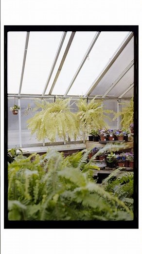 Converting a negative to a positive using negative lab pro in Lightroom