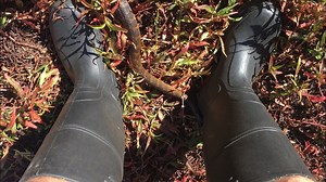 17K views · 446 reactions | THE TRUTH ABOUT TIGER SNAKES (With...