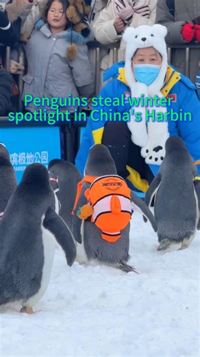 22K views · 225 reactions | The adorable penguins at Harbin Polar Park in China's Heilongjiang Province bring a magical winter wonderland to life. #Winter #Wonderland #China #snowman #penguin | China Xinhua News | Facebook