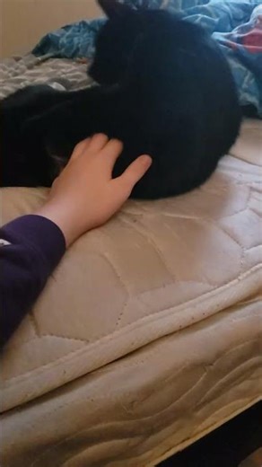 Coco's Belly Rub Session