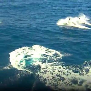 URGENT: West Coast orcas are plunging toward extinction. Only 73 remain in the wild after three more went missing this summer. The missing include J17, matriarch of the J pod and mother of Tahlequah who last year carried her dead calf in mourning for more than two weeks; and L84, the last surviving member of a family of 11 orcas. We're running out of time to save West Coast orcas. Sign the petition now to demand protection for this iconic species. | Center for Biological Diversity