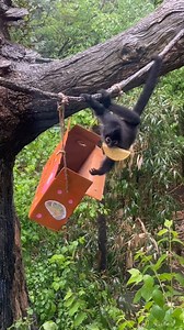 19K views · 524 reactions | Happy Taco ‘Two-sday’ and second birthday to Dottie the spider monkey! 拾 Dottie and the rest of the troop celebrated with a taco-themed birthday bash filled with their favorite treats!   | Nashville Zoo | Facebook