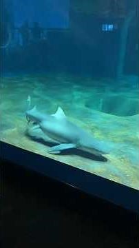 レモンザメ 大洗水族館 Sicklefin lemon shark