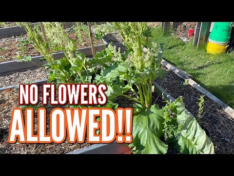 THIS IS WHY YOU NEED TO REMOVE YOUR RHUBARB FLOWER STALKS!