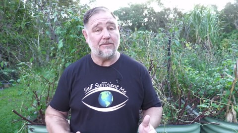 Turning Hibiscus into DELICIOUS Jam! | Rosella Jam Recipe