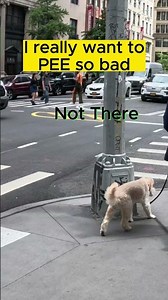 This POODLE #DOG Couldn't Find His Peeing Spot #SHORTS!!!
