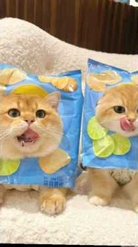 cute kitten 🎀 #subscribe #catmemes #cat #funnycatmemes #animals #catlover #c#like pets #memes #cat