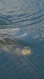 The Best Topwater Bite SLO MO | Jonny Brooks Fishing