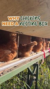 18K views · 330 reactions | Nesting box keeps your chicken eggs clean and safe. What kind are you using on your farm? 讀 #regenerativefarmers #malaysia #chicken #chickenfarm #nestingbox | Regenerative Farmers Malaysia | Facebook