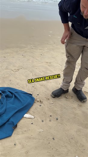 Sea snake rescue!! This Yellow-Bellied Sea snake beached itself due go a possible injury or illness. Thanks to the wildlife hospital, it is now in good hands! #seasnake #snakecatcher