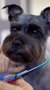 SCHNAUZER GROOMING Puppy style haircut | Schnauzer Lover's