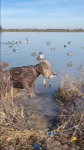 Cache the Poodle 🐩 makes a retrieve near Hickory Ridge, AR #duckhunters #poodle #duckhunting
