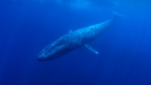 52-Hertz Whale: The World’s "Loneliest" Whale May Not Be As Lonely As We Thought