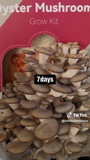 Inbloomshop on TikTok