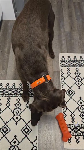 Abby Jimenez on Instagram: "#pudelpointer #stuntmanmike #yorkie"