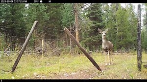 190K views · 108 reactions | A mule deer doe considers her options...